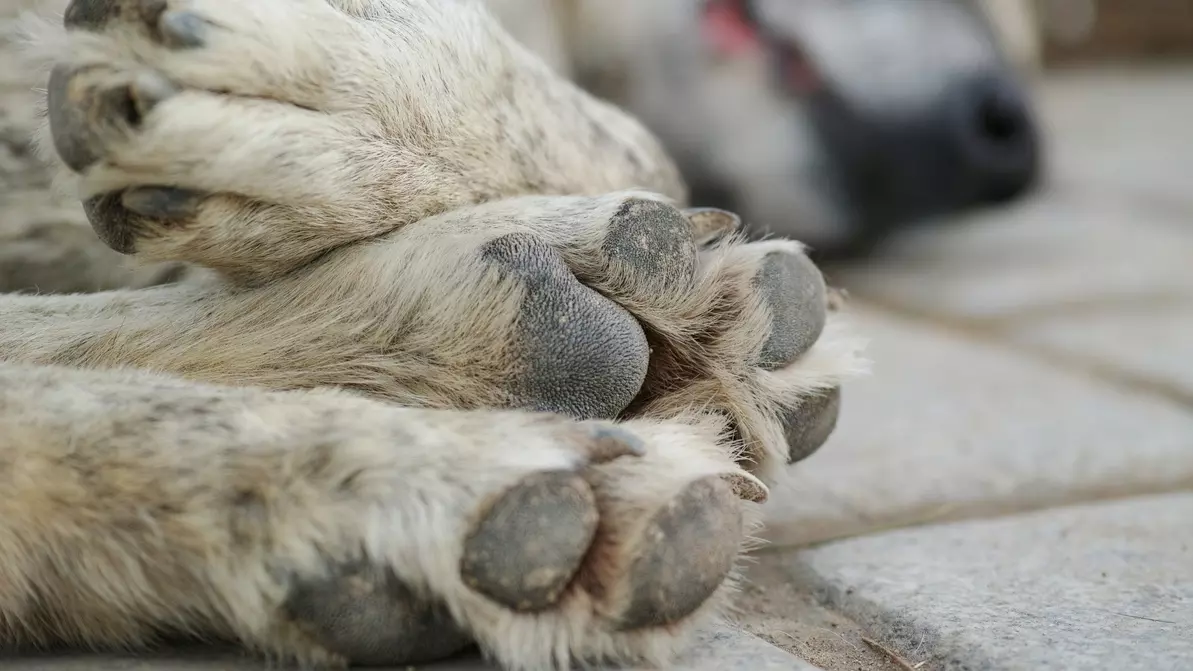 Hundreds of dogs killed by Sarpanches in Telangana. Photo: iStock Hundreds of dogs killed by Sarpanches in Telangana. Photo: iStock