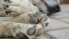 Hundreds of dogs killed by Sarpanches in Telangana. Photo: iStock