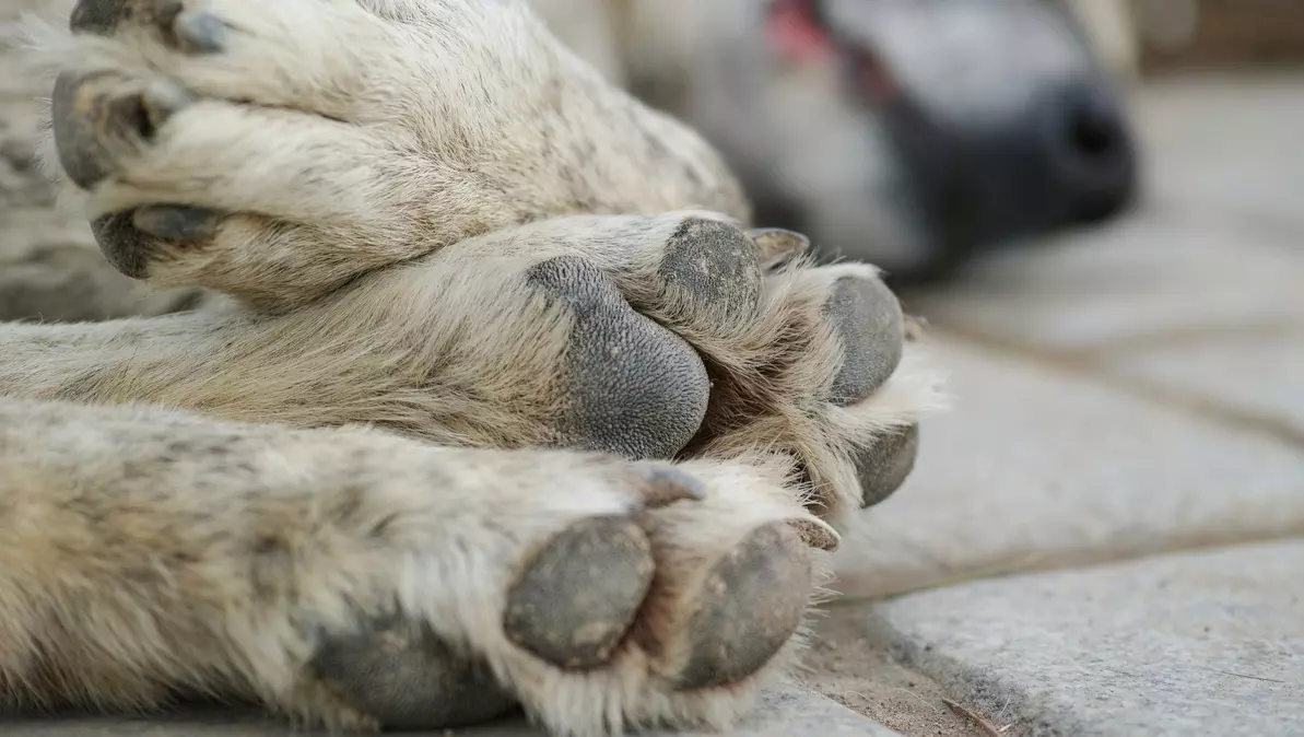 Hundreds of dogs killed by Sarpanches in Telangana. Photo: iStock Hundreds of dogs killed by Sarpanches in Telangana. Photo: iStock