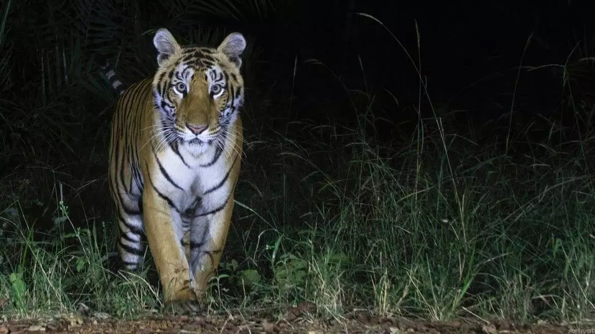 AI-generated tiger image triggers panic in Telangana, forest dept files complaint