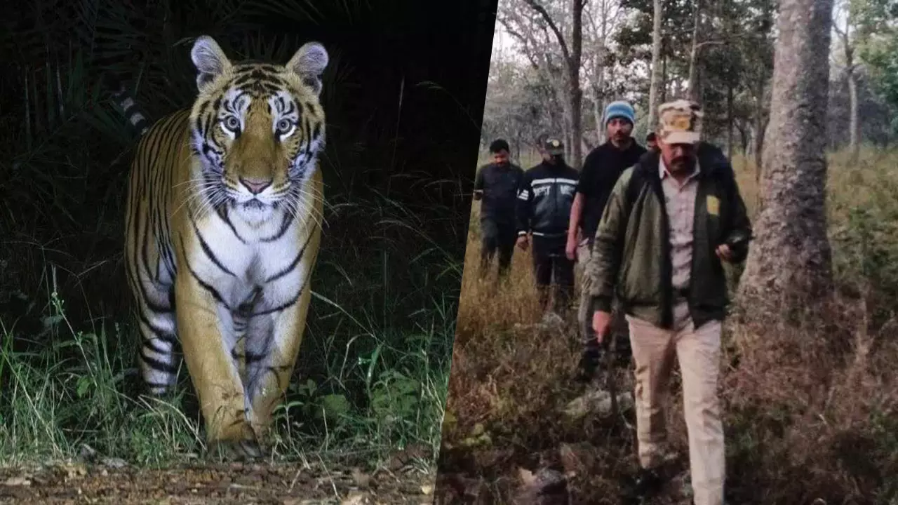 A tiger roams in Amrabad Tiger Reserve A tiger roams in Amrabad Tiger Reserve