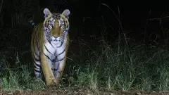 AI-generated tiger image triggers panic in Telangana, forest dept files complaint