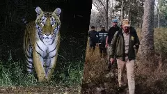 A tiger roams in Amrabad Tiger Reserve A tiger roams in Amrabad Tiger Reserve