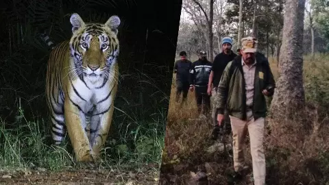 A tiger roams in Amrabad Tiger Reserve A tiger roams in Amrabad Tiger Reserve