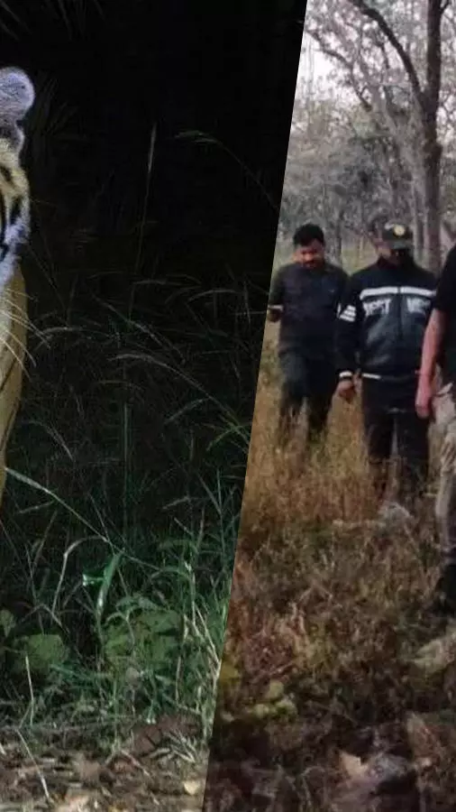 A tiger roams in Amrabad Tiger Reserve A tiger roams in Amrabad Tiger Reserve