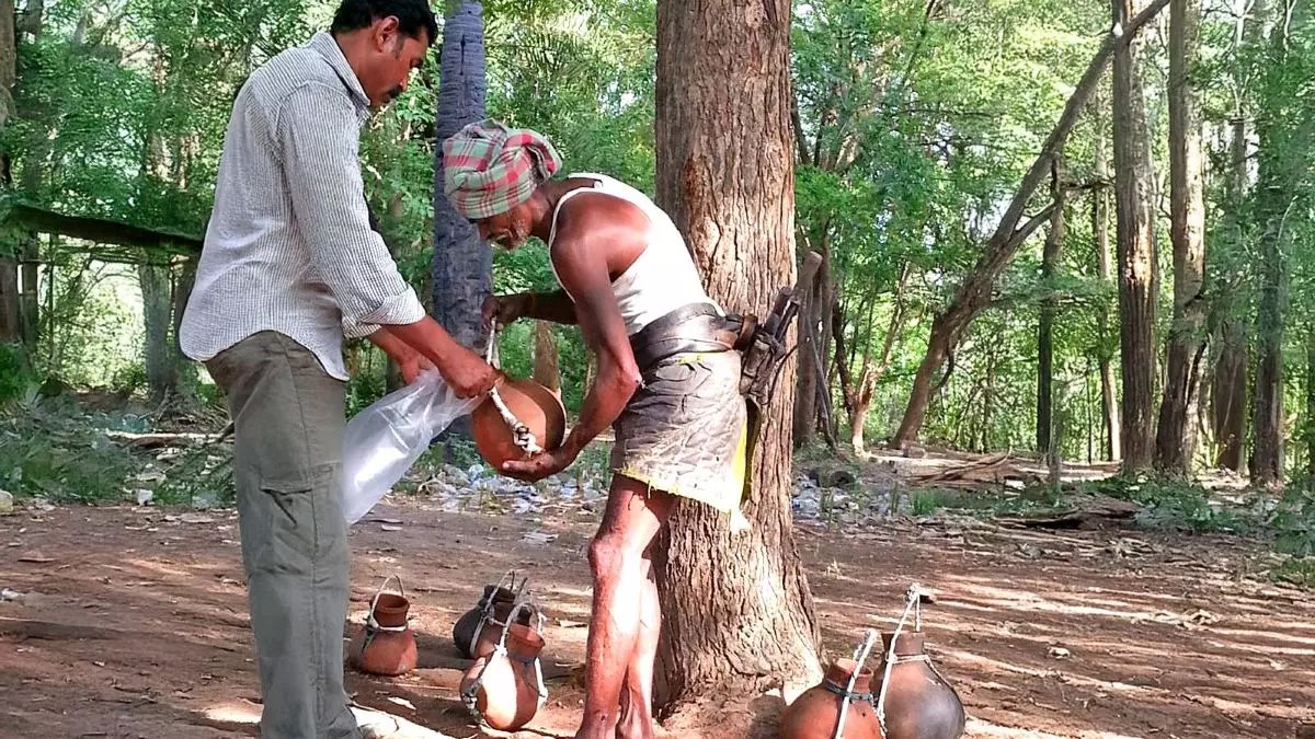 Those from the traditional toddy tapping communities say there has been a steady decline in numbers since the ‘90s. There are many reasons for this, such as better education and other livelihood options. Representative image. Wikimedia Commons