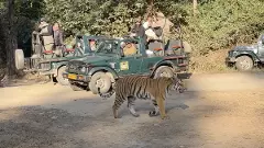 tiger national reserve-cellphone ban