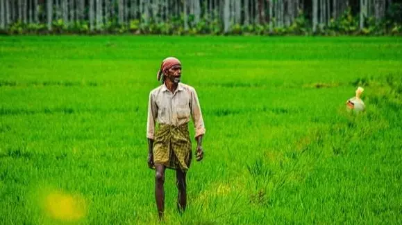 Kerala’s paddy farming at risk as Centre targets additional bonus