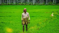 Kerala’s paddy farming at risk as Centre targets additional bonus