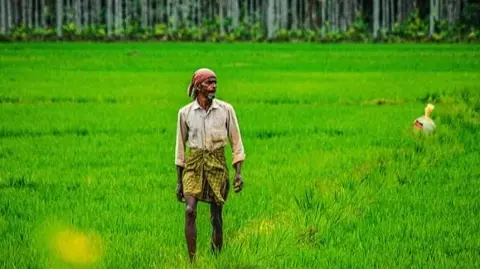 Kerala’s paddy farming at risk as Centre targets additional bonus
