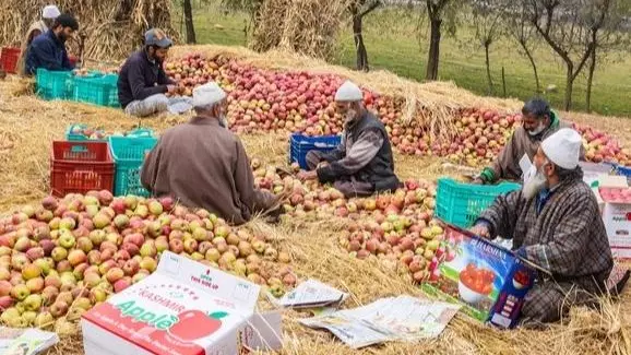 Why apple growers in Kashmir, Himachal fear India–US trade deal