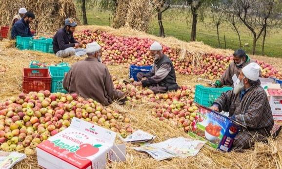 Apple belt of Kashmir-Himachal-Uttarakhand braces for cheap US imports