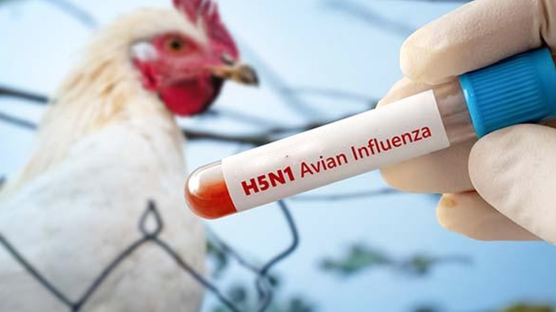 H5N1 bird flu alert in India: crows, poultry die across states