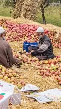 Why apple growers in Kashmir, Himachal fear India–US trade deal