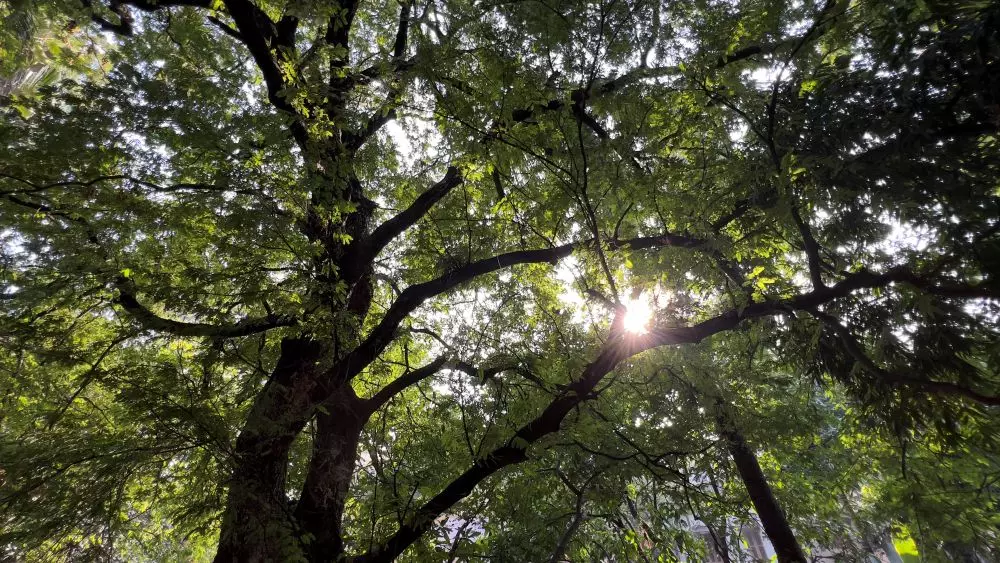 The tamarind tree planted by late freedom fighter Parul Mukherjee has been at the centre of events organised in an attempt to save the heritage tree from being cut to make way for real estate. Photo: By special arrangement