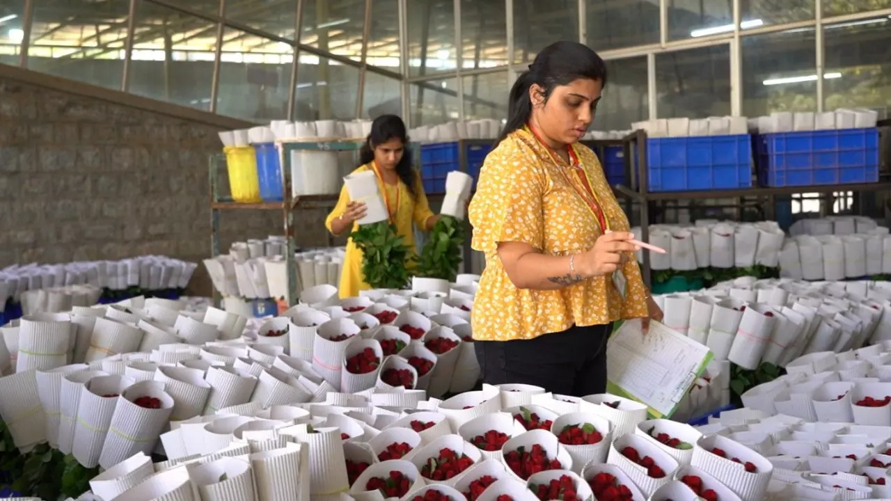 Karnataka roses bloom bright as Valentines Day demand soars