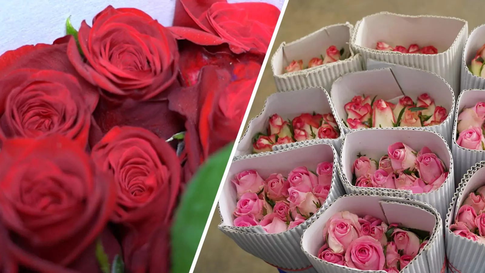 While prices vary greatly depending on city, location and scale of the shop, the concept of premium rates for roses on Valentine’s Day remains common to all florists. It’s peak season for those in the business of blooms. Photo: Raghu RD While prices vary greatly depending on city, location and scale of the shop, the concept of premium rates for roses on Valentine’s Day remains common to all florists. It’s peak season for those in the business of blooms. Photo: Raghu RD