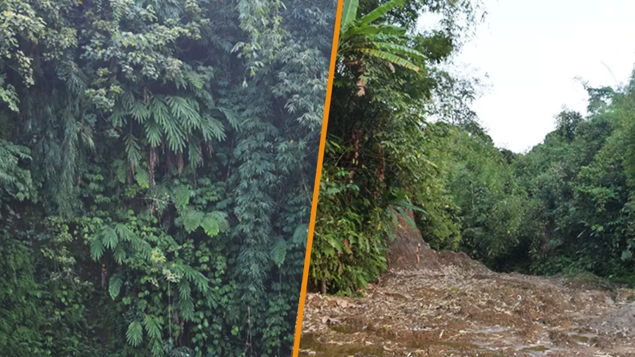 Forest land depletion in Arunachal Pradesh Forest land depletion in Arunachal Pradesh