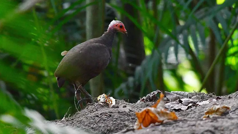 NGT clears mega infra project in Great Nicobar Island