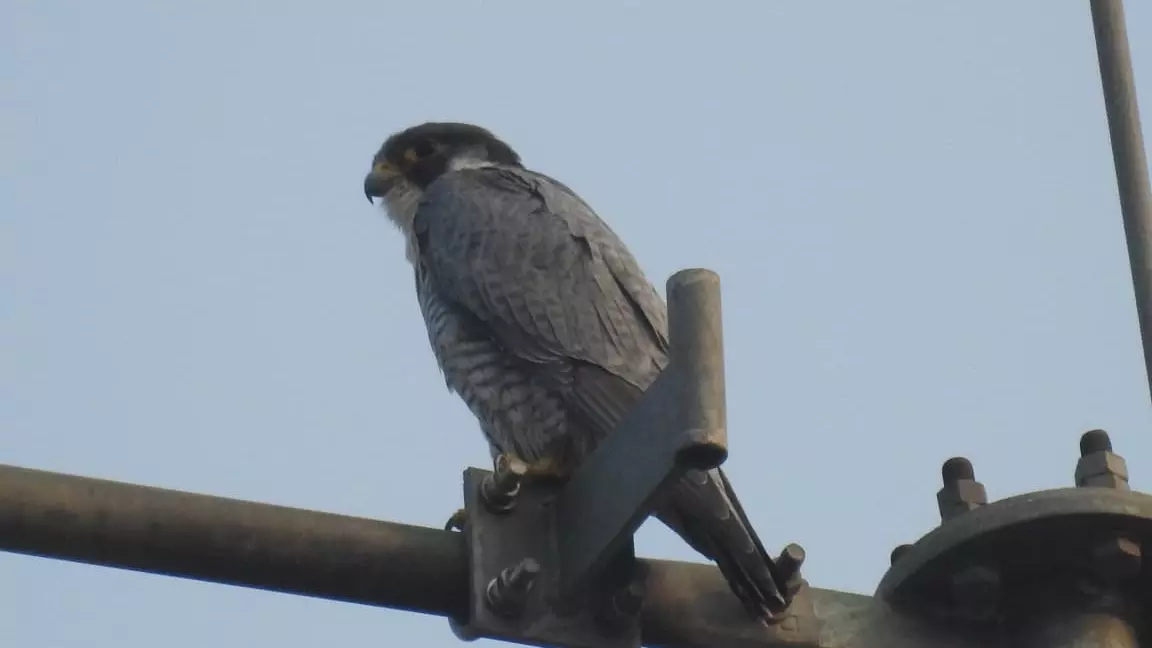 Rare peregrine falcon, worlds fastest bird, reappears in Telangana after 5 years Rare peregrine falcon, worlds fastest bird, reappears in Telangana after 5 years