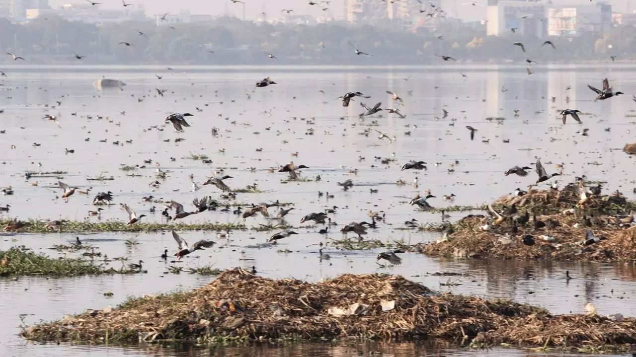 Hussain Sagar lake pollution Hussain Sagar lake pollution