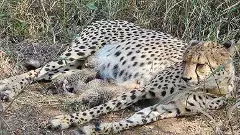 kuno project cheetah