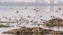 Hussain Sagar lake pollution