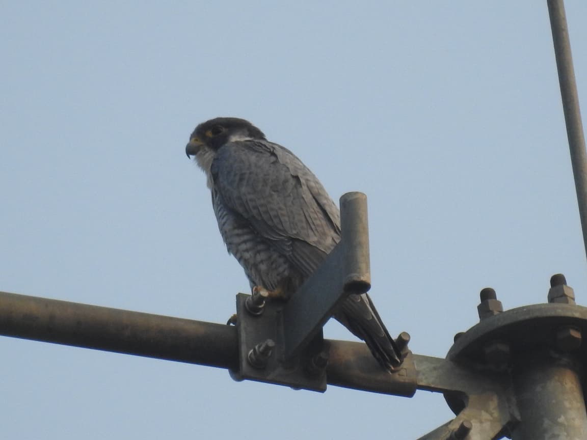 Rare peregrine falcon, world's fastest bird, reappears in Telangana after 5 years
