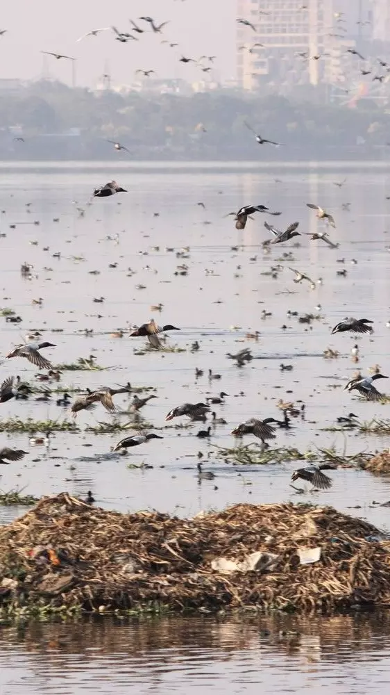 Hussain Sagar lake pollution