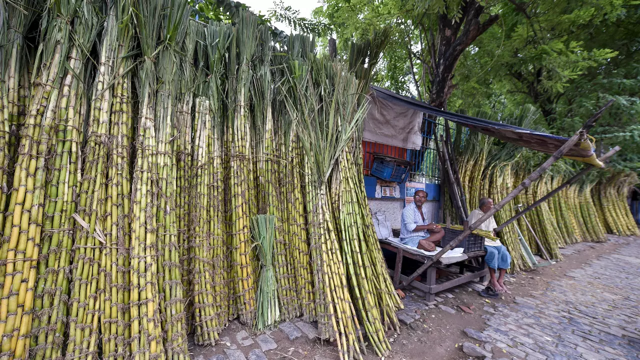 Sugarcane market