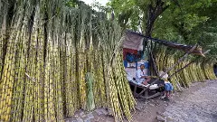 Sugarcane market