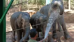 Kerala elephants