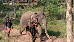 elephant in Kerala