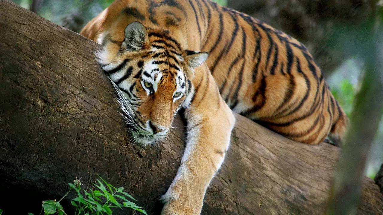 Bandhavgarh reserve lost 8 tigers in just 2.5 months: Report