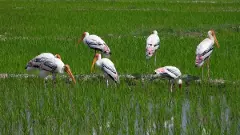 Siberian Painted Storks-migration Siberian Painted Storks-migration