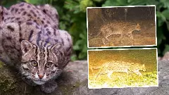 Kaziranga fishing cats