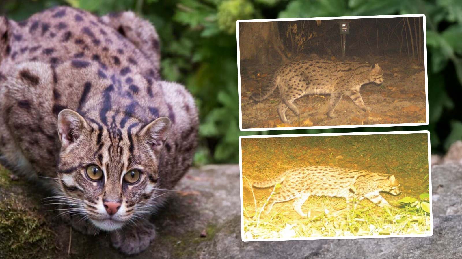 How Assam’s Kaziranga National Park became a stronghold for the vulnerable fishing cats