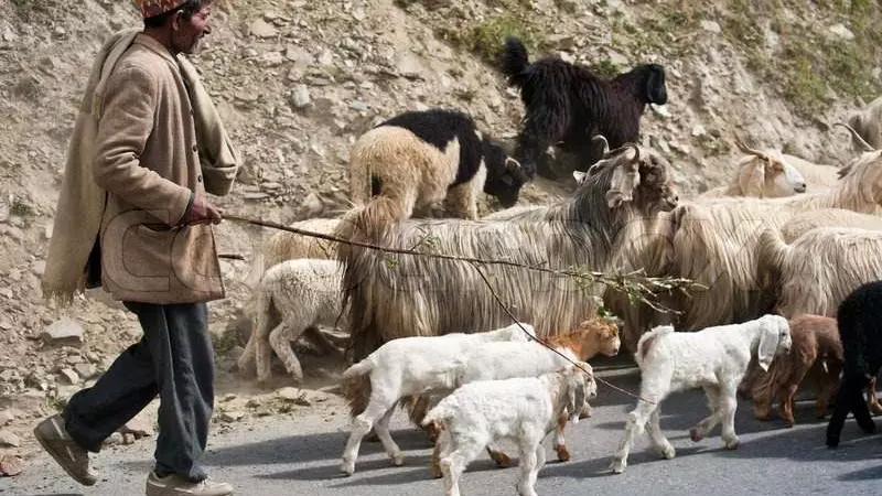 How years of research produced the first grammar of the Gaddi language