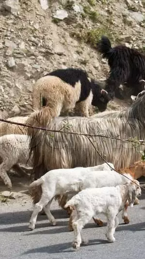 How years of research produced the first grammar of the Gaddi language