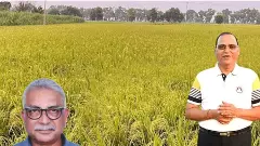 Ashok Kumar Singh discusses future growth of India’s Basmati rice exports and advances in Basmati breeding research. Ashok Kumar Singh discusses future growth of India’s Basmati rice exports and advances in Basmati breeding research.