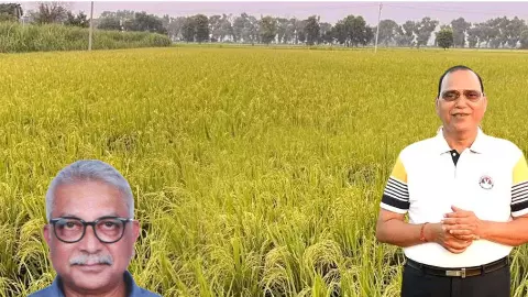 Ashok Kumar Singh discusses future growth of India’s Basmati rice exports and advances in Basmati breeding research. Ashok Kumar Singh discusses future growth of India’s Basmati rice exports and advances in Basmati breeding research.