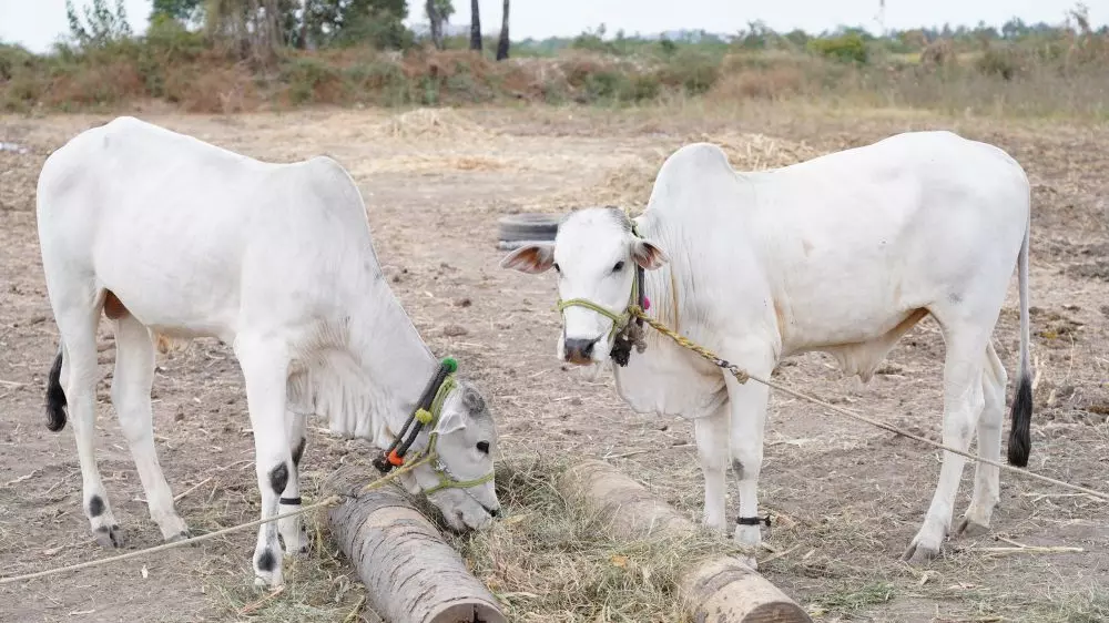 Why this Andhra village has banned sale of milk and milk products for over 400 years