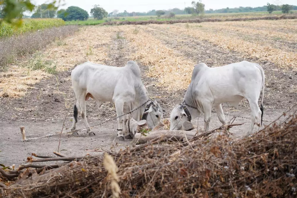 The villagers also do not slaughter cattle and no cattle fodder is ever burnt. Photo: Komanabelli Kiran Kumar The villagers also do not slaughter cattle and no cattle fodder is ever burnt. Photo: Komanabelli Kiran Kumar