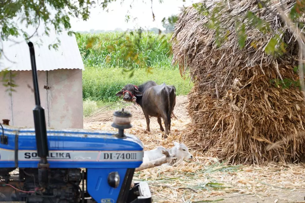 Even restaurants in the area do not buy milk locally and source it nearby towns. Photo: Komanabelli Kiran Kumar Even restaurants in the area do not buy milk locally and source it nearby towns. Photo: Komanabelli Kiran Kumar