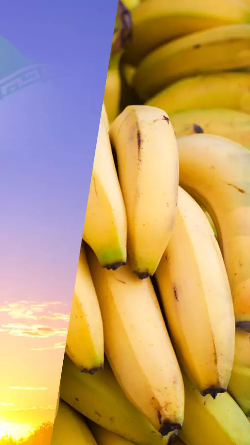 West Asia war effects on Andhra fruit exports