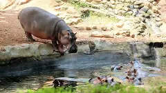 Hippopotamus Shivamogga zoo death of veterinarian