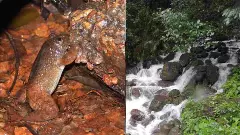 The newly discovered Kali Night Frog in Karnatakas Western Ghats
