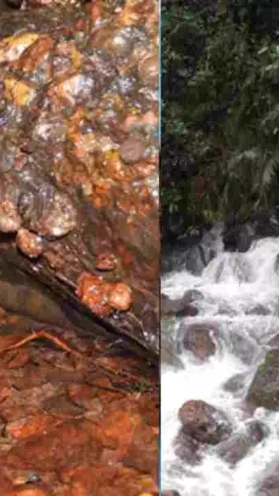 The newly discovered Kali Night Frog in Karnatakas Western Ghats