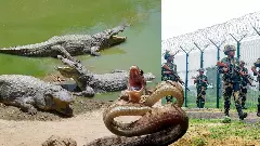 Indian government mulls using reptiles to guard porous Bangladesh border