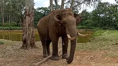 Gajendra-elephant-mysuru-Dasara-Karnataka